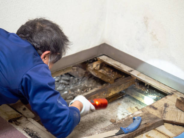 Best Residential Mold Remediation in Bonny Doon, CA