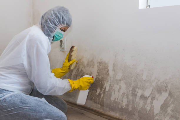 Best White Mold Remediation in Bonny Doon, CA
