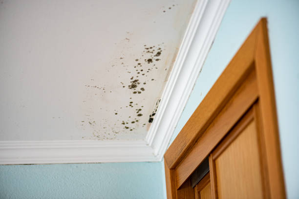 Professional Mold Remediation in Bonny Doon, CA