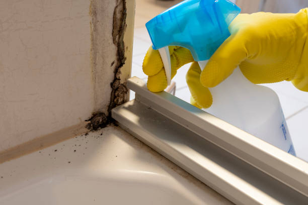 Best Mold Testing and Inspection Services in Bonny Doon, CA