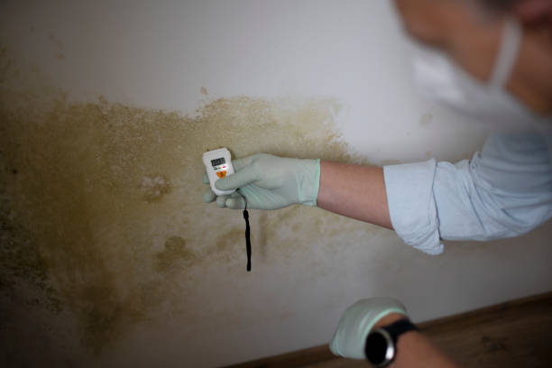 Best Localized Mold Remediation (e.g., coastal areas, humid climates) in Bonny Doon, CA