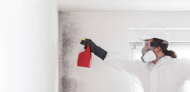 Best Attic Mold Remediation in Bonny Doon, CA