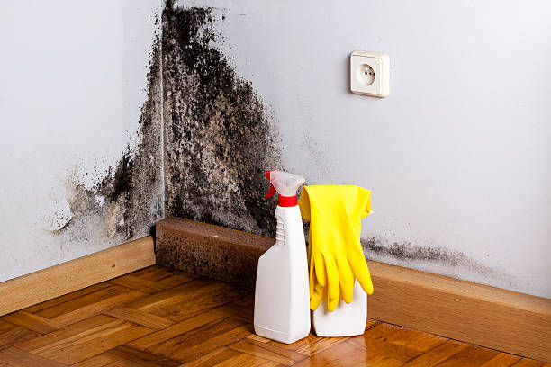 Best Emergency Mold Remediation in Bonny Doon, CA