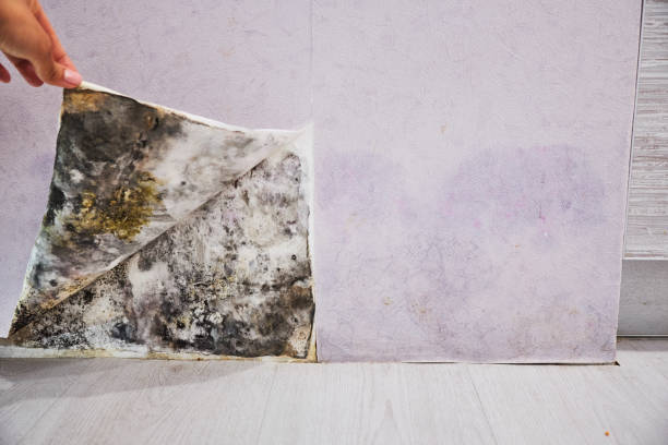Best Black Mold Remediation in Bonny Doon, CA